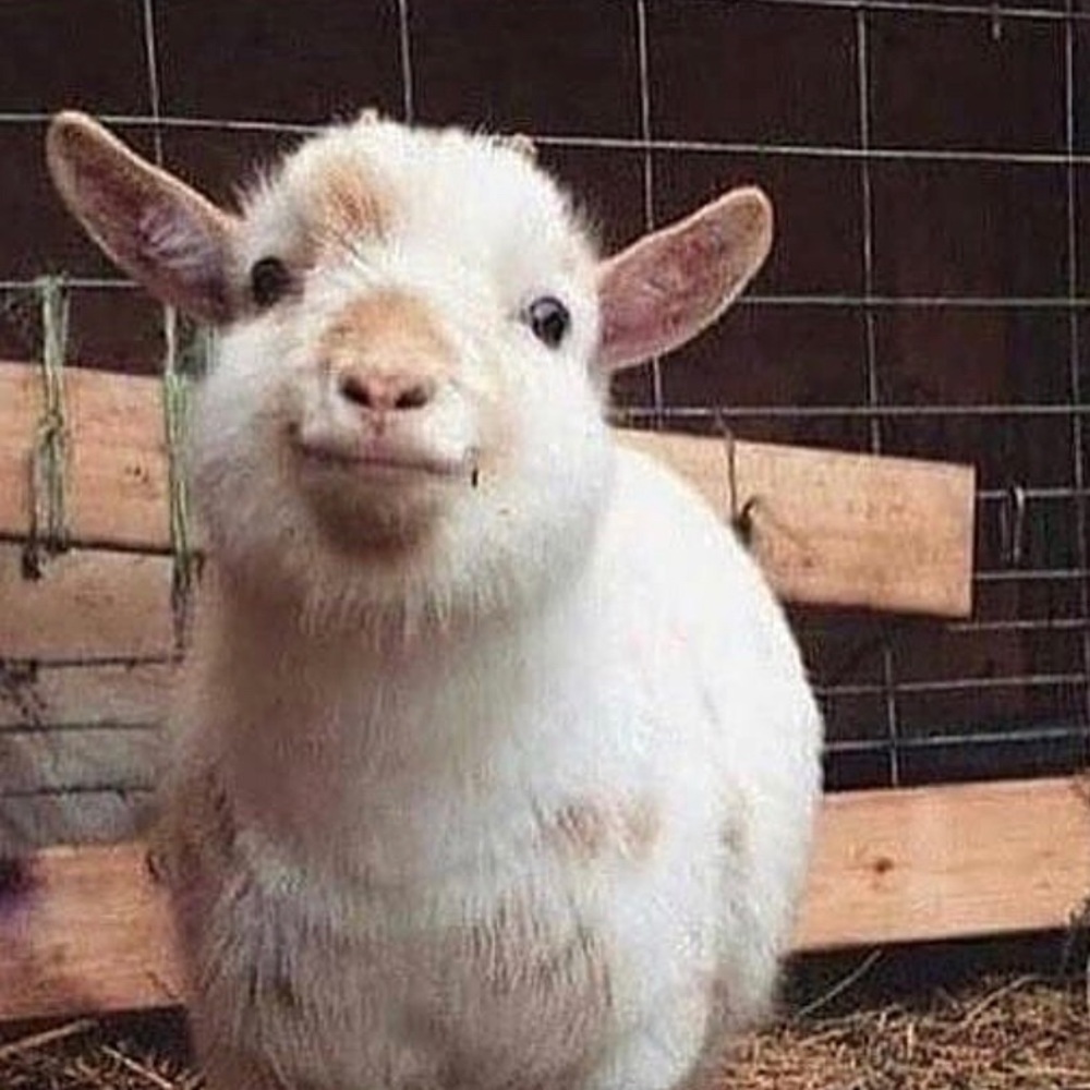 Meet your Posher, Mckenzie